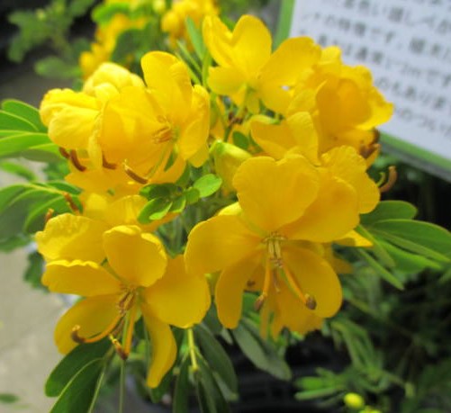 Sanamacha, Cassia Senna