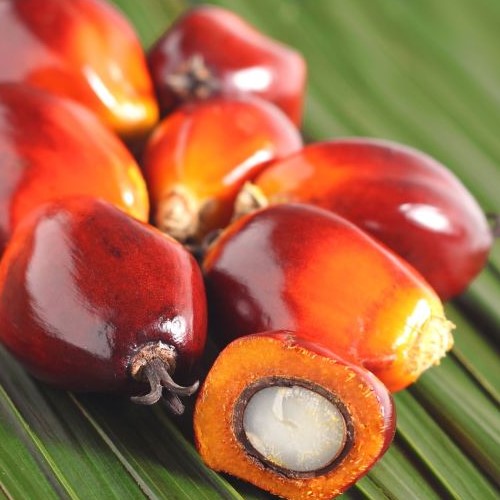 Saudi Palm